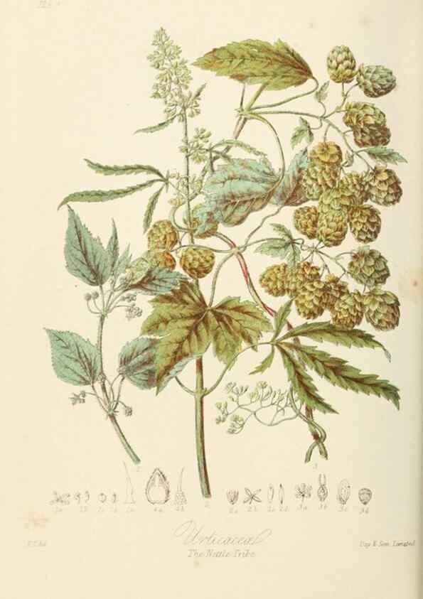 Reproducción/Reproduction 7739428536: Illustrations of the natural orders of plants with groups and descriptions.. London :Sampson Low, Son, and Marston,1868.