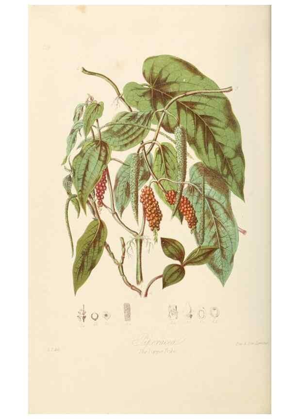 Reproducción/Reproduction 7739429706: Illustrations of the natural orders of plants with groups and descriptions.. London :Sampson Low, Son, and Marston,1868.