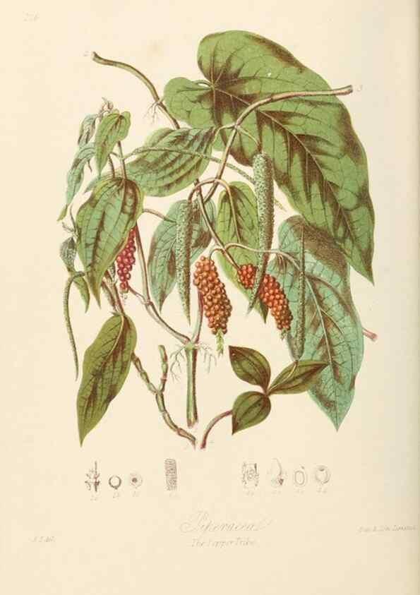 Reproducción/Reproduction 7739429706: Illustrations of the natural orders of plants with groups and descriptions.. London :Sampson Low, Son, and Marston,1868.