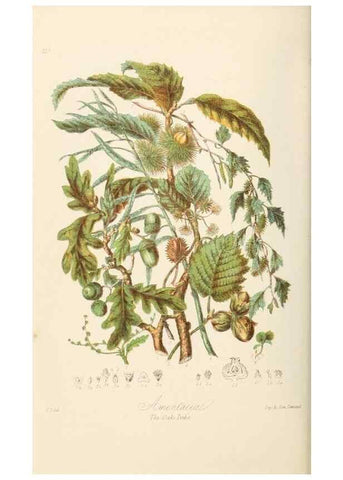 Reproducción/Reproduction 7739430620: Illustrations of the natural orders of plants with groups and descriptions.. London :Sampson Low, Son, and Marston,1868.