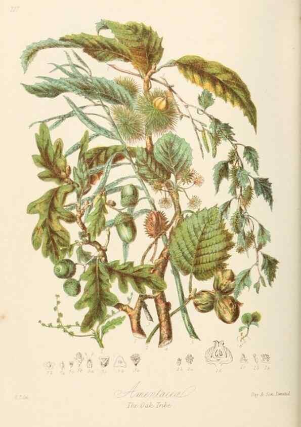 Reproducción/Reproduction 7739430620: Illustrations of the natural orders of plants with groups and descriptions.. London :Sampson Low, Son, and Marston,1868.