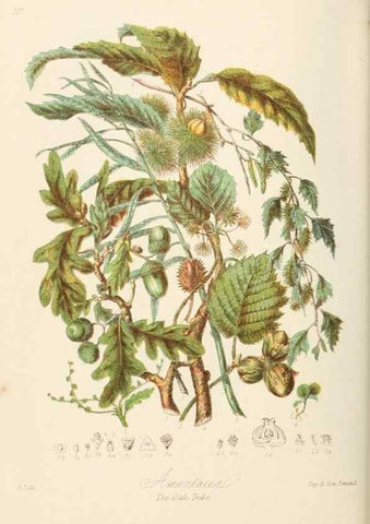 Reproducción/Reproduction 7739430620: Illustrations of the natural orders of plants with groups and descriptions.. London :Sampson Low, Son, and Marston,1868.