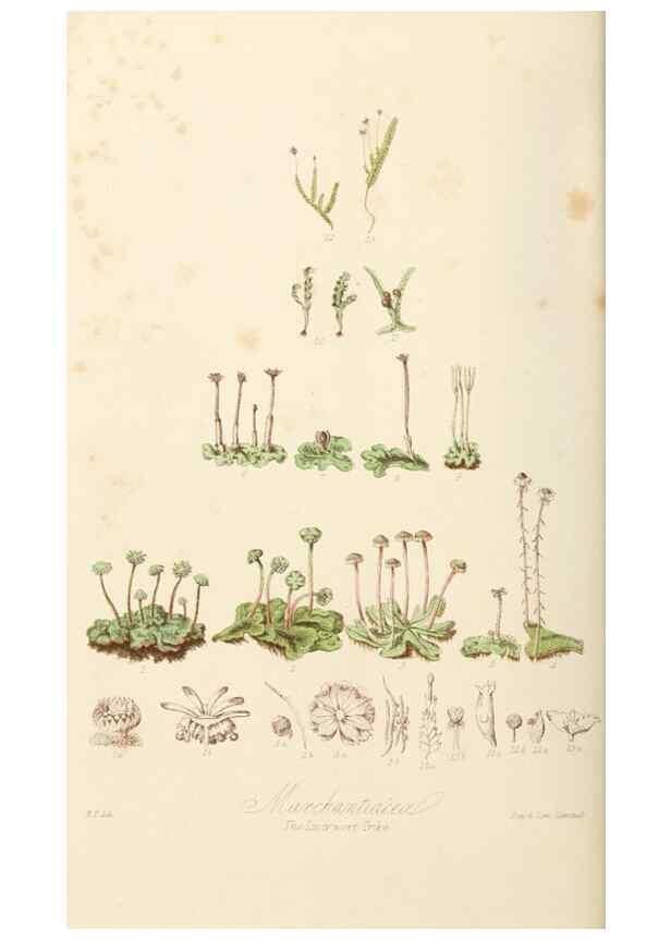 Reproducción/Reproduction 7739457796: Illustrations of the natural orders of plants with groups and descriptions.. London :Sampson Low, Son, and Marston,1868.
