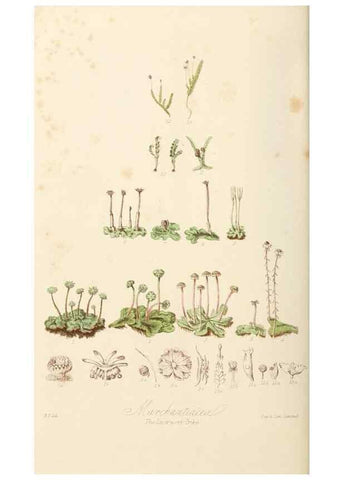 Reproducción/Reproduction 7739457796: Illustrations of the natural orders of plants with groups and descriptions.. London :Sampson Low, Son, and Marston,1868.