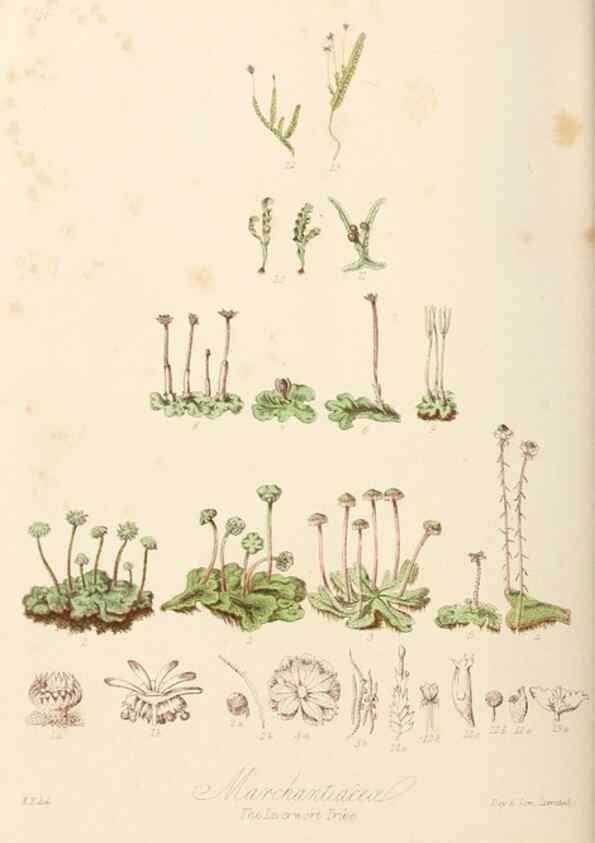 Reproducción/Reproduction 7739457796: Illustrations of the natural orders of plants with groups and descriptions.. London :Sampson Low, Son, and Marston,1868.