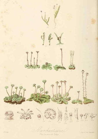 Reproducción/Reproduction 7739457796: Illustrations of the natural orders of plants with groups and descriptions.. London :Sampson Low, Son, and Marston,1868.