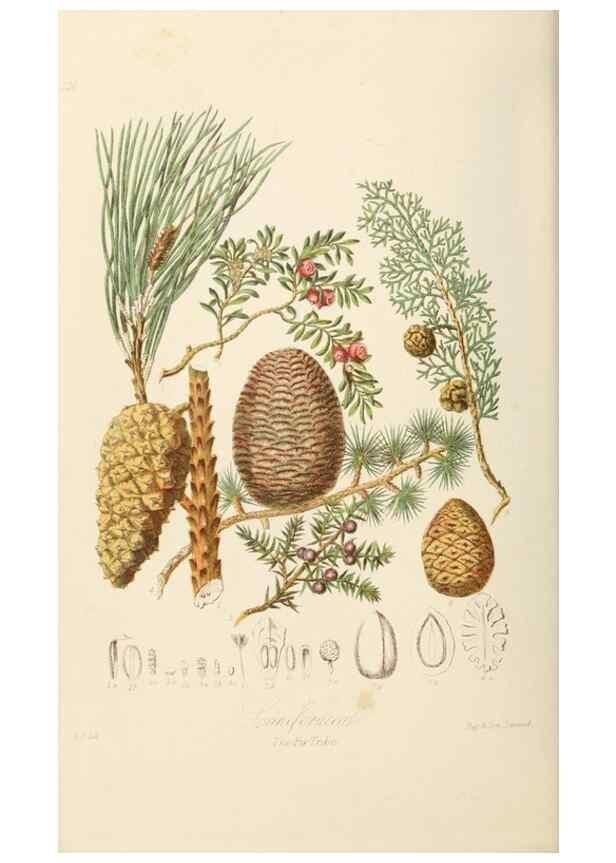 Reproducción/Reproduction 7739431644: Illustrations of the natural orders of plants with groups and descriptions.. London :Sampson Low, Son, and Marston,1868.