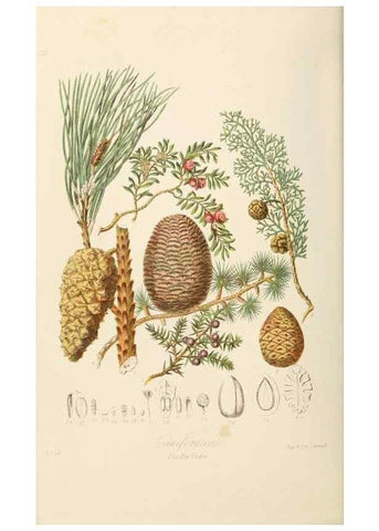 Reproducción/Reproduction 7739431644: Illustrations of the natural orders of plants with groups and descriptions.. London :Sampson Low, Son, and Marston,1868.