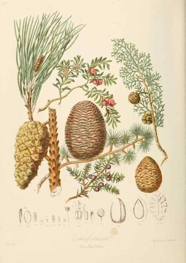 Reproducción/Reproduction 7739431644: Illustrations of the natural orders of plants with groups and descriptions.. London :Sampson Low, Son, and Marston,1868.