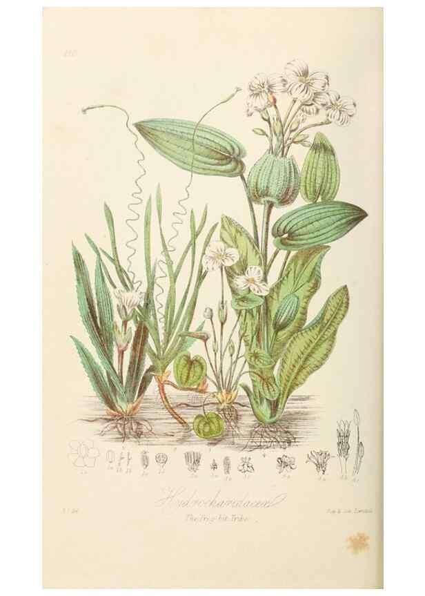 Reproducción/Reproduction 7739433640: Illustrations of the natural orders of plants with groups and descriptions.. London :Sampson Low, Son, and Marston,1868.
