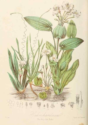 Reproducción/Reproduction 7739433640: Illustrations of the natural orders of plants with groups and descriptions.. London :Sampson Low, Son, and Marston,1868.