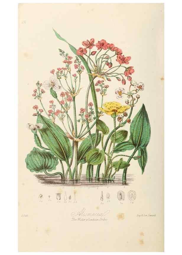 Reproducción/Reproduction 7739434708: Illustrations of the natural orders of plants with groups and descriptions.. London :Sampson Low, Son, and Marston,1868.