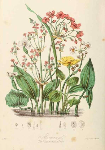Reproducción/Reproduction 7739434708: Illustrations of the natural orders of plants with groups and descriptions.. London :Sampson Low, Son, and Marston,1868.
