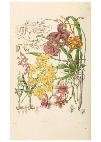 Reproducción/Reproduction 7739435756: Illustrations of the natural orders of plants with groups and descriptions.. London :Sampson Low, Son, and Marston,1868.