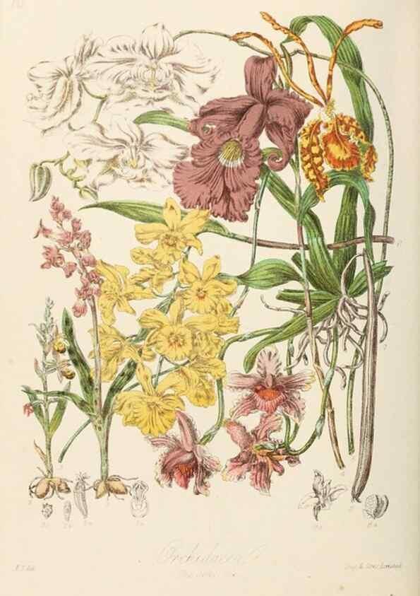Reproducción/Reproduction 7739435756: Illustrations of the natural orders of plants with groups and descriptions.. London :Sampson Low, Son, and Marston,1868.