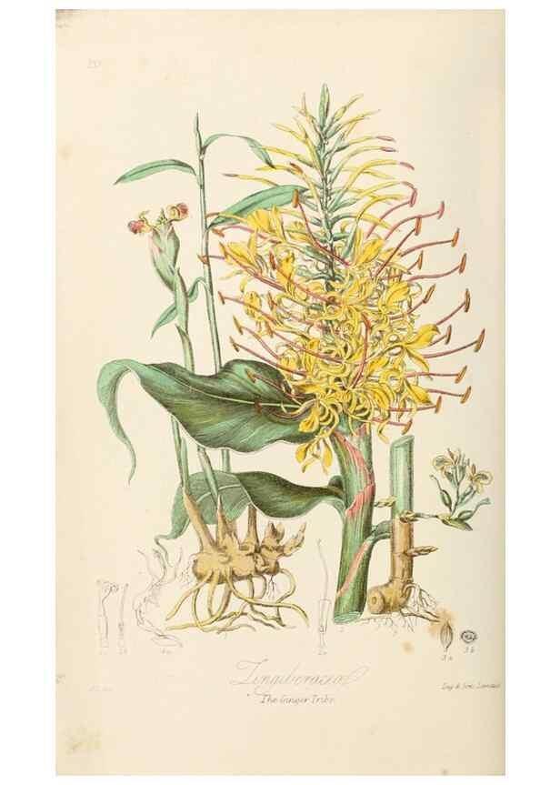 Reproducción/Reproduction 7739436672: Illustrations of the natural orders of plants with groups and descriptions.. London :Sampson Low, Son, and Marston,1868.