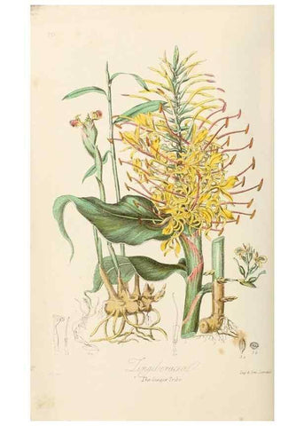 Reproducción/Reproduction 7739436672: Illustrations of the natural orders of plants with groups and descriptions.. London :Sampson Low, Son, and Marston,1868.