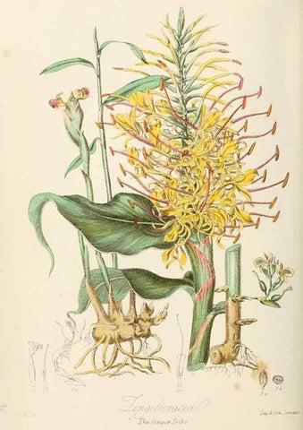 Reproducción/Reproduction 7739436672: Illustrations of the natural orders of plants with groups and descriptions.. London :Sampson Low, Son, and Marston,1868.