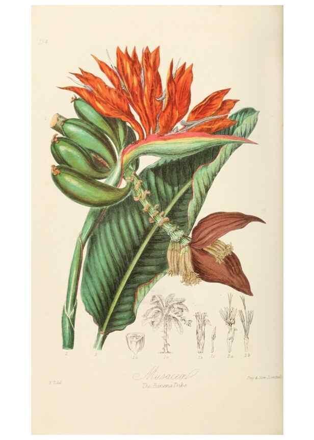 Reproducción/Reproduction 7739437756: Illustrations of the natural orders of plants with groups and descriptions.. London :Sampson Low, Son, and Marston,1868.