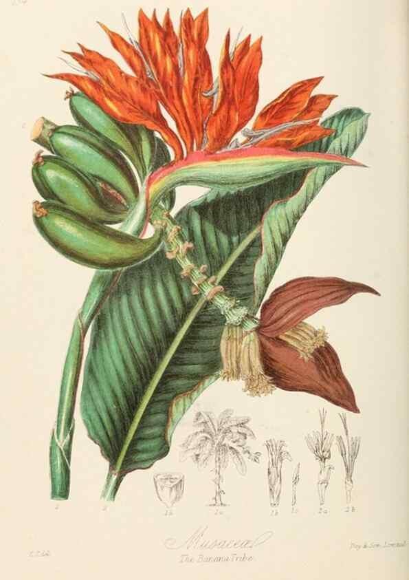 Reproducción/Reproduction 7739437756: Illustrations of the natural orders of plants with groups and descriptions.. London :Sampson Low, Son, and Marston,1868.