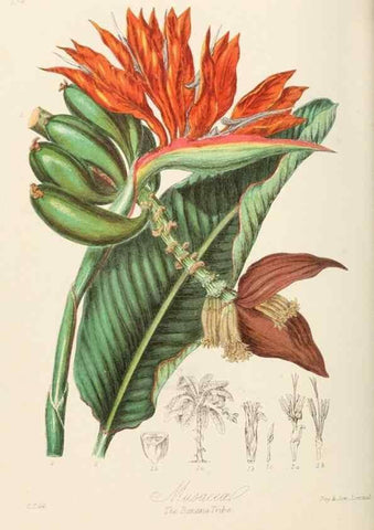 Reproducción/Reproduction 7739437756: Illustrations of the natural orders of plants with groups and descriptions.. London :Sampson Low, Son, and Marston,1868.