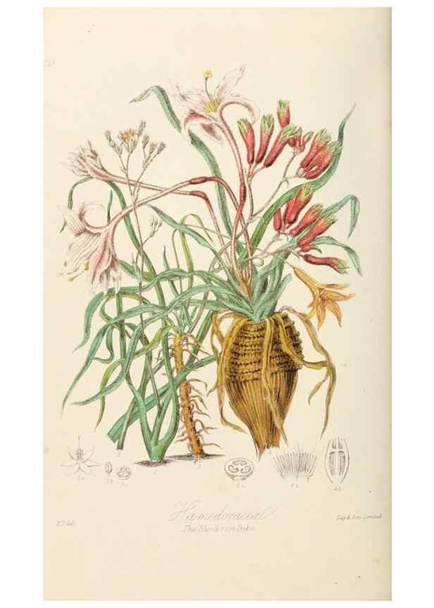 Reproducción/Reproduction 7739438668: Illustrations of the natural orders of plants with groups and descriptions.. London :Sampson Low, Son, and Marston,1868.