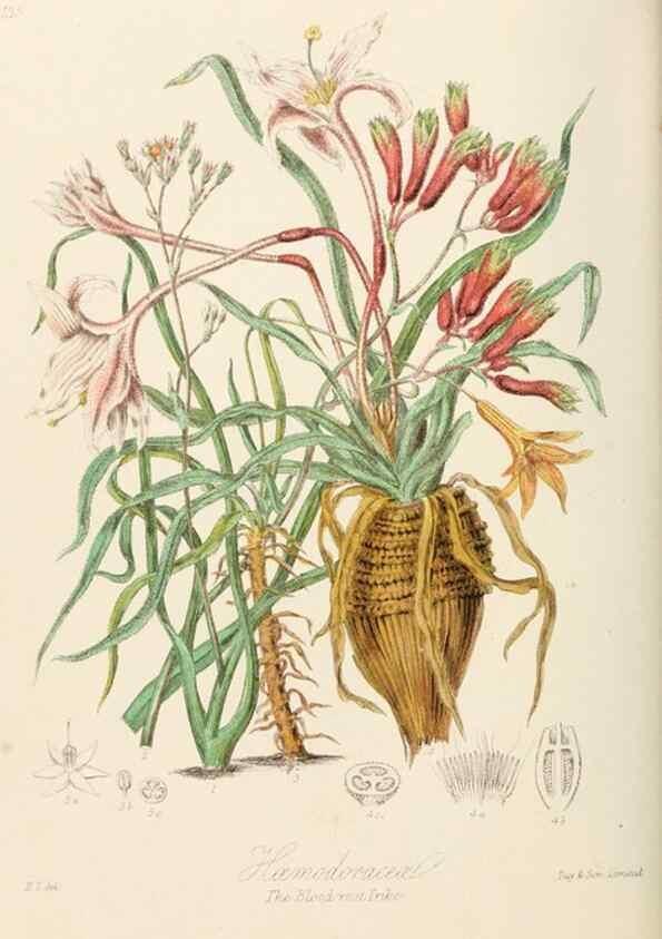 Reproducción/Reproduction 7739438668: Illustrations of the natural orders of plants with groups and descriptions.. London :Sampson Low, Son, and Marston,1868.