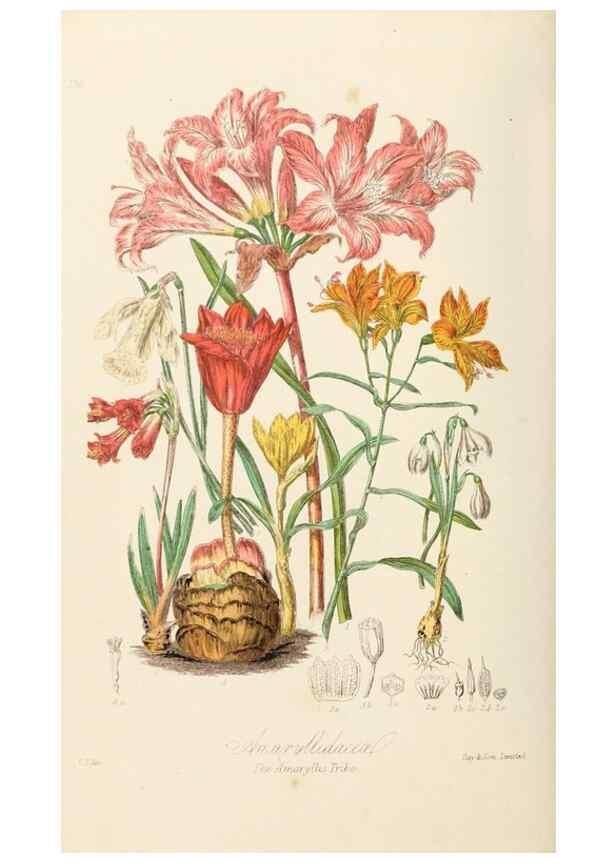 Reproducción/Reproduction 7739439786: Illustrations of the natural orders of plants with groups and descriptions.. London :Sampson Low, Son, and Marston,1868.