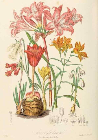 Reproducción/Reproduction 7739439786: Illustrations of the natural orders of plants with groups and descriptions.. London :Sampson Low, Son, and Marston,1868.