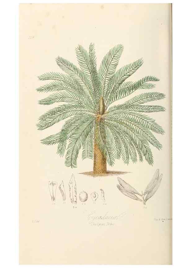 Reproducción/Reproduction 7739432684: Illustrations of the natural orders of plants with groups and descriptions.. London :Sampson Low, Son, and Marston,1868.