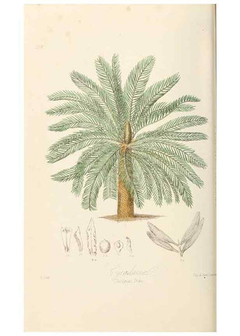 Reproducción/Reproduction 7739432684: Illustrations of the natural orders of plants with groups and descriptions.. London :Sampson Low, Son, and Marston,1868.