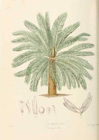 Reproducción/Reproduction 7739432684: Illustrations of the natural orders of plants with groups and descriptions.. London :Sampson Low, Son, and Marston,1868.