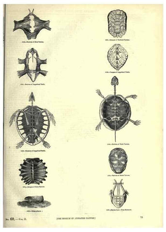 Reproducción/Reproduction 7740003758: The pictorial museum of animated nature .... London :C. Cox,[1844?]