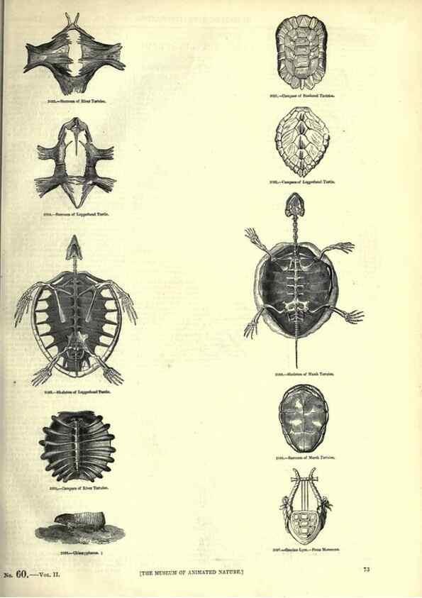 Reproducción/Reproduction 7740003758: The pictorial museum of animated nature .... London :C. Cox,[1844?]