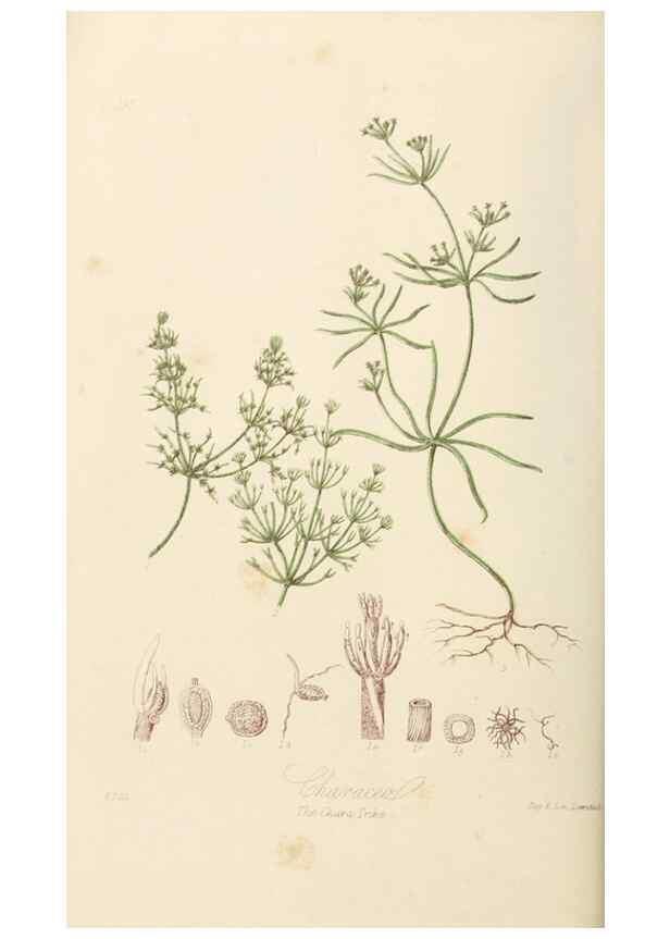 Reproducción/Reproduction 7739458638: Illustrations of the natural orders of plants with groups and descriptions.. London :Sampson Low, Son, and Marston,1868.