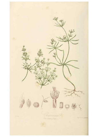 Reproducción/Reproduction 7739458638: Illustrations of the natural orders of plants with groups and descriptions.. London :Sampson Low, Son, and Marston,1868.