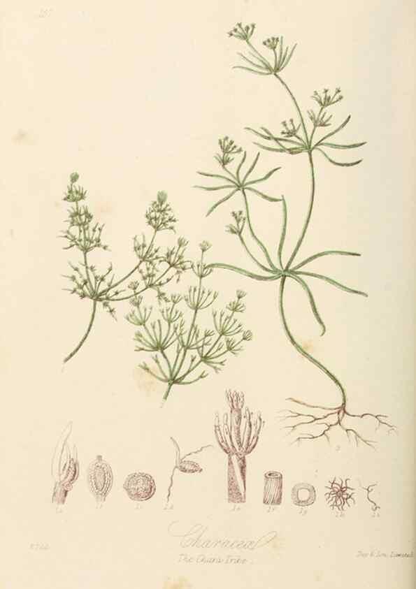 Reproducción/Reproduction 7739458638: Illustrations of the natural orders of plants with groups and descriptions.. London :Sampson Low, Son, and Marston,1868.