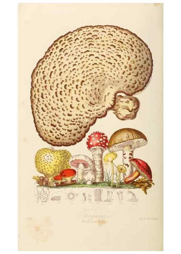 Reproducción/Reproduction 7739460620: Illustrations of the natural orders of plants with groups and descriptions.. London :Sampson Low, Son, and Marston,1868.