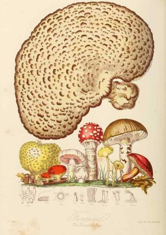 Reproducción/Reproduction 7739460620: Illustrations of the natural orders of plants with groups and descriptions.. London :Sampson Low, Son, and Marston,1868.