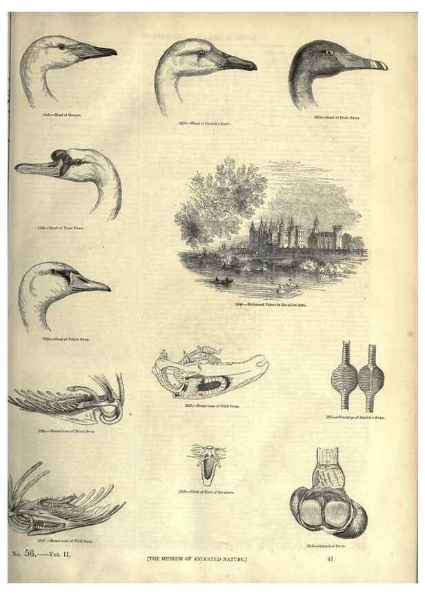 Reproducción/Reproduction 7739987016: The pictorial museum of animated nature .... London :C. Cox,[1844?]