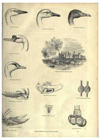 Reproducción/Reproduction 7739987016: The pictorial museum of animated nature .... London :C. Cox,[1844?]