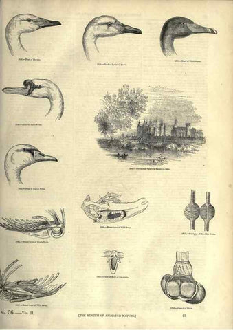 Reproducción/Reproduction 7739987016: The pictorial museum of animated nature .... London :C. Cox,[1844?]