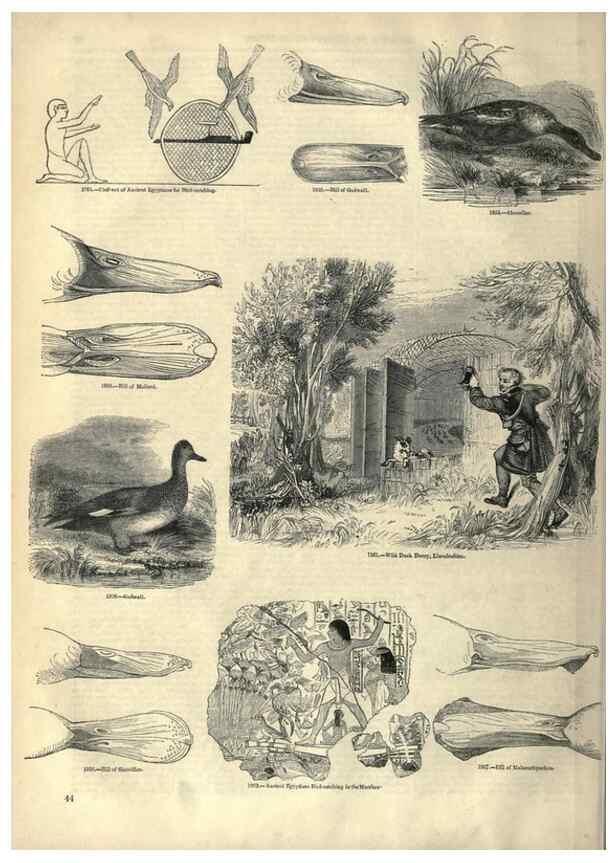 Reproducción/Reproduction 7739988220: The pictorial museum of animated nature .... London :C. Cox,[1844?]