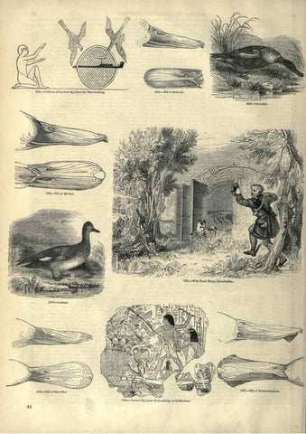 Reproducción/Reproduction 7739988220: The pictorial museum of animated nature .... London :C. Cox,[1844?]