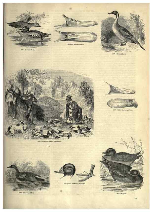 Reproducción/Reproduction 7739989338: The pictorial museum of animated nature .... London :C. Cox,[1844?]