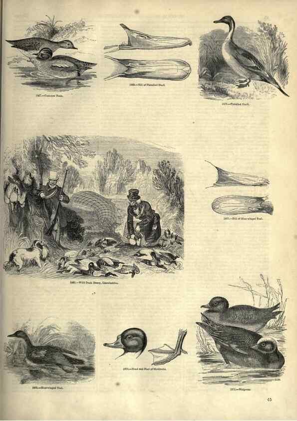 Reproducción/Reproduction 7739989338: The pictorial museum of animated nature .... London :C. Cox,[1844?]