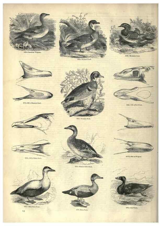 Reproducción/Reproduction 7739990274: The pictorial museum of animated nature .... London :C. Cox,[1844?]