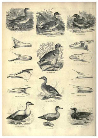 Reproducción/Reproduction 7739990274: The pictorial museum of animated nature .... London :C. Cox,[1844?]