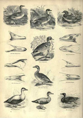 Reproducción/Reproduction 7739990274: The pictorial museum of animated nature .... London :C. Cox,[1844?]