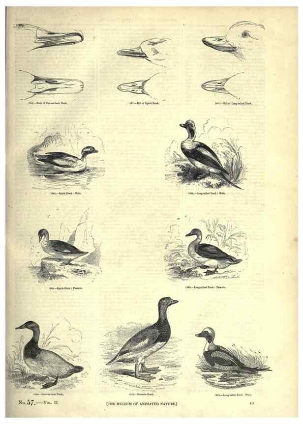 Reproducción/Reproduction 7739991216: The pictorial museum of animated nature .... London :C. Cox,[1844?]